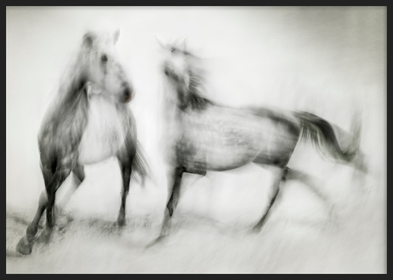 Wild Horses in Motion