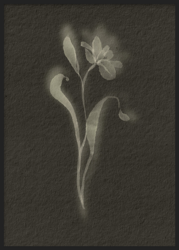 Cuadro decorativo con marco de estilo minimalista y orgánico, flor botánica en blanco y negro, modelo Black Biophilic Flower