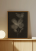 Cuadro decorativo de estilo minimalista y orgánico colocado en salón, flor botánica en blanco y negro, modelo Black Biophilic Flower II