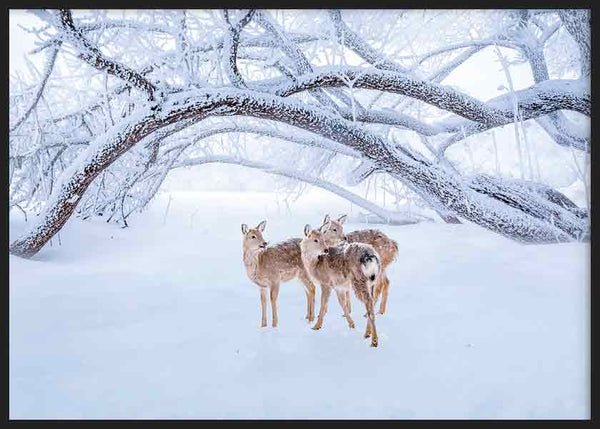 Horizontales Wandbild mit drei Hirschen im weißen Schnee, unter großen vereisten Ästen, in Weiß, sanftem Grau und hellem Braun, im fotografischen winterlichen Stil. Erhältlich auf kudeko.com