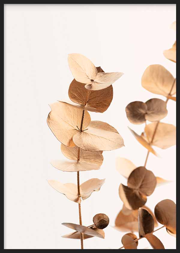 Eucalyptus Gold No 01