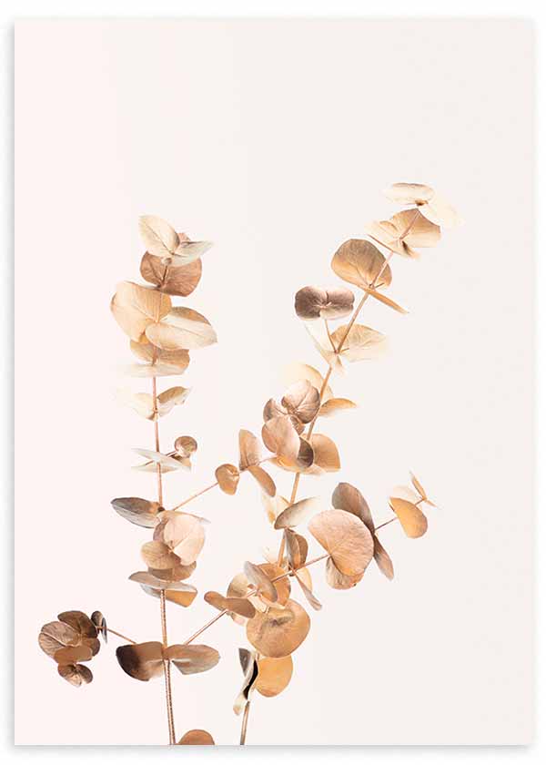 Cuadro con ramas de eucalipto de hojas redondeadas en tonos dorados, beige y cobre suave sobre fondo claro, de estilo floral. Disponible en kudeko.com