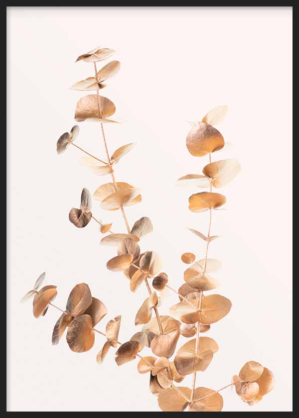 Eucalyptus Gold No 04