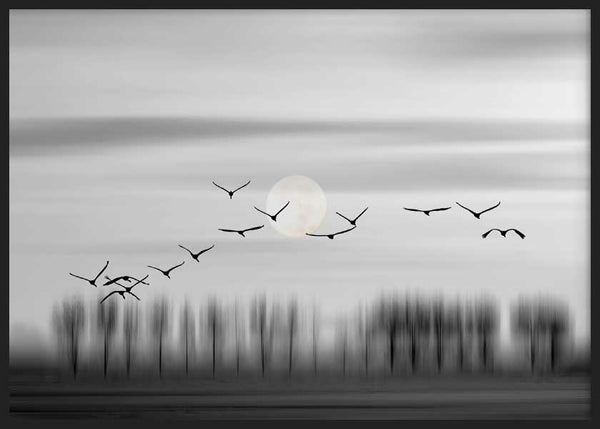 Cuadro horizontal con aves negras en vuelo sobre árboles difuminados, luna tenue y cielo gris, en composición serena de estilo naturaleza y paisajes. Disponible en kudeko.com