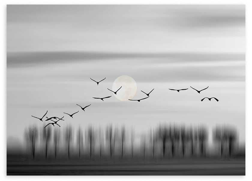 Cuadro horizontal con aves negras en vuelo sobre árboles difuminados, luna tenue y cielo gris, en composición serena de estilo naturaleza y paisajes. Disponible en kudeko.com