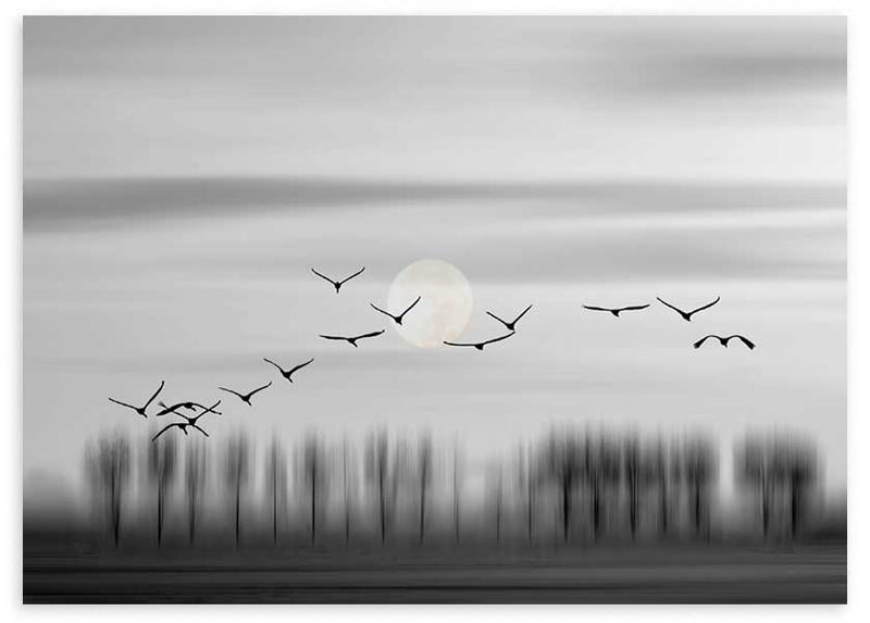 Cuadro horizontal con aves negras en vuelo sobre árboles difuminados, luna tenue y cielo gris, en composición serena de estilo naturaleza y paisajes. Disponible en kudeko.com