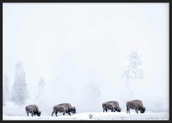 Cuadro horizontal con cuatro bisontes en un campo nevado, árboles difusos entre niebla, tonos blancos, grises y marrones, de estilo fotográfico. Disponible en kudeko.com