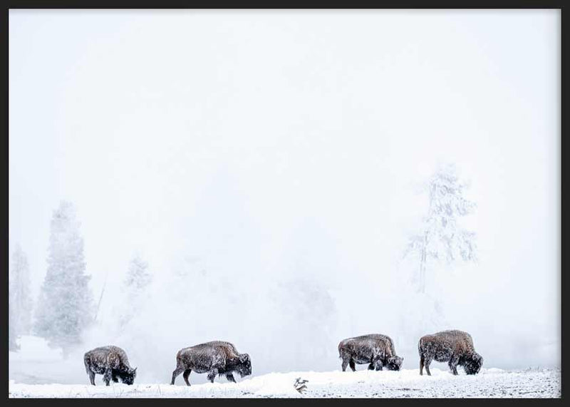 Four bisons