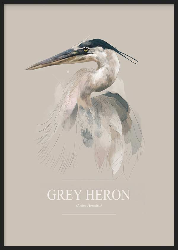 Ilustración, animales, Grey Heron, kudeko.com