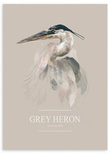 Ilustración, animales, Grey Heron, kudeko.com