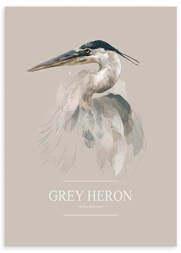 Ilustración, animales, Grey Heron, kudeko.com