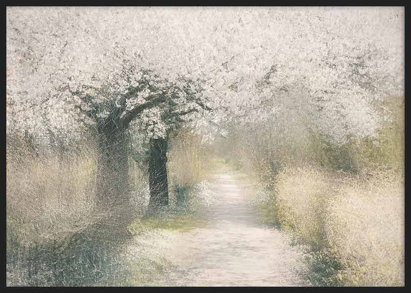 Cherry blossom