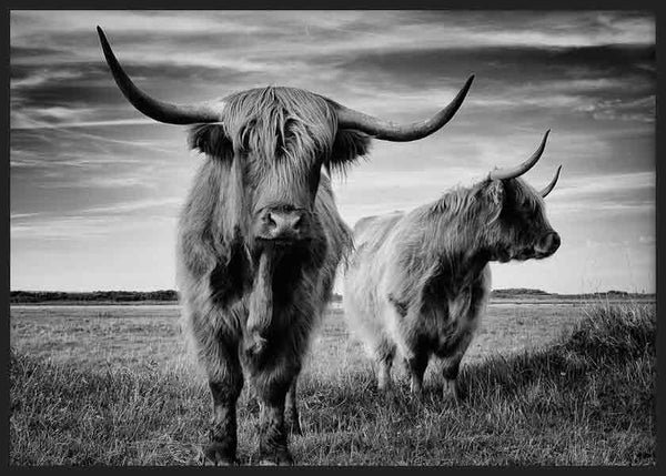 Cuadro horizontal con dos vacas Highland de largos cuernos en pradera abierta, tonos blanco y negro, composición fotográfica de aire rural y elegante. Disponible en kudeko.com