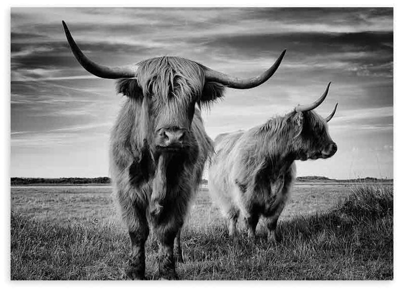 Cuadro horizontal con dos vacas Highland de largos cuernos en pradera abierta, tonos blanco y negro, composición fotográfica de aire rural y elegante. Disponible en kudeko.com