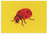 Cuadro ilustración de mariquita con sombrero rojo sobre fondo amarillo, kudeko.com