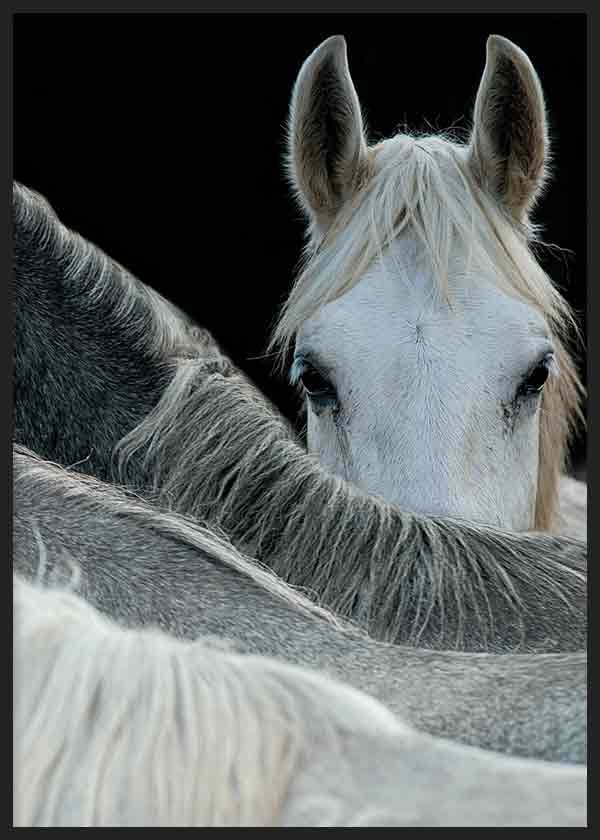 Tableau encadré avec cheval blanc en gros plan, crinières grises, fond noir, regard calme et style photographique contrasté et épuré. Disponible sur kudeko.com