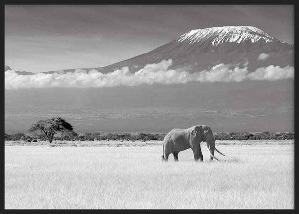 Cuadro horizontal con elefante en la sabana, montaña nevada al fondo, nubes bajas y tonos gris, blanco y negro, de estilo fotográfico. Disponible en kudeko.com