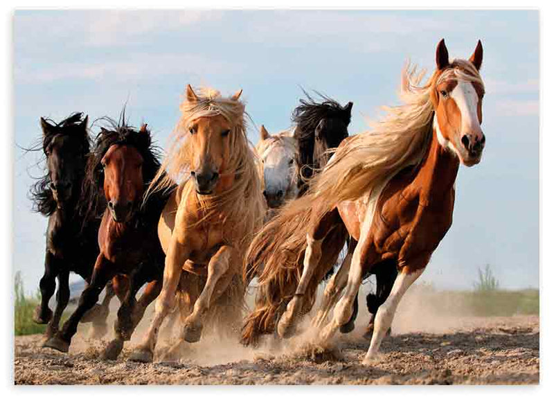 Cuadro horizontal de seis caballos corriendo sobre tierra, con polvo en movimiento, tonos marrones, negros, beige y cielo azul, en estilo fotográfico. Disponible en kudeko.com
