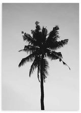 Cuadro blanco y negro palmera solitaria contra cielo claro - kudeko.com