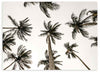 Cuadro fotográfico horizontal con diseño de palmeras en tonos oscuros sobre fondo claro kudeko.com