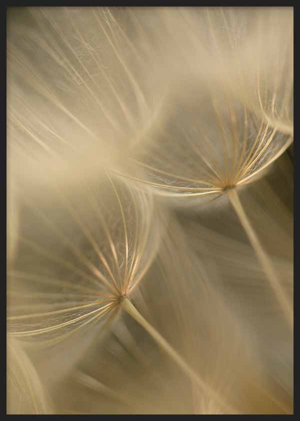 Cuadro de primer plano fotográfico de semillas flotantes con filamentos finos en tonos beige, crema y marrón suave, con fondo difuminado y atmósfera etérea. Disponible en kudeko.com