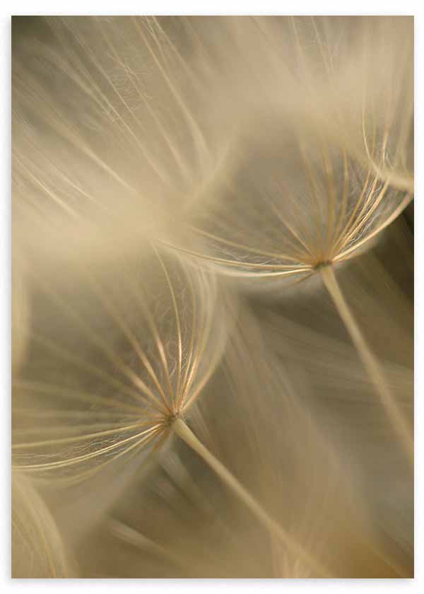 Cuadro de primer plano fotográfico de semillas flotantes con filamentos finos en tonos beige, crema y marrón suave, con fondo difuminado y atmósfera etérea. Disponible en kudeko.com