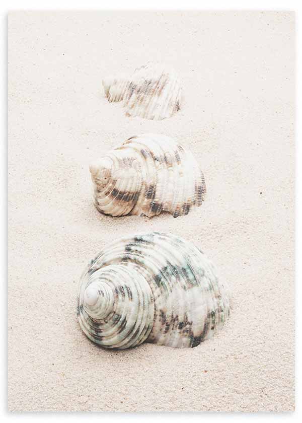 Cuadro de tres conchas marinas sobre arena clara en tonos beige, blanco roto, gris suave y matices verdosos, de estilo naturaleza y paisajes. Disponible en kudeko.com