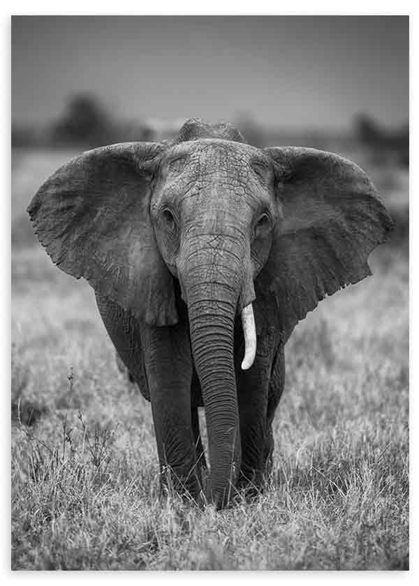 Cuadro de elefante africano de frente en la sabana, en tonos grises, negros y blancos, con estilo fotográfico y presencia imponente. Disponible en kudeko.com