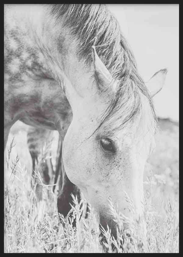 Cuadro de caballo claro pastando entre hierbas altas, en tonos blanco, gris y negro, con composición suave y estilo fotográfico. Disponible en kudeko.com