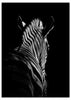 Cuadro fotográfico en blanco y negro de una zebra.