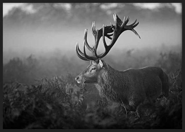 Cuadro horizontal de ciervo con gran cornamenta entre vegetación y niebla, en tonos gris, negro y blanco, de estilo fotográfico. Disponible en kudeko.com
