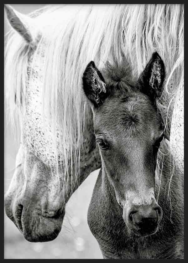Cuadro de una yegua blanca y su potro en primer plano, en tonos blanco, gris y negro, con estilo fotográfico. Disponible en kudeko.com