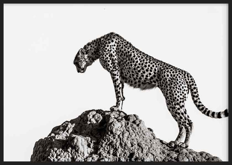 The hunter
