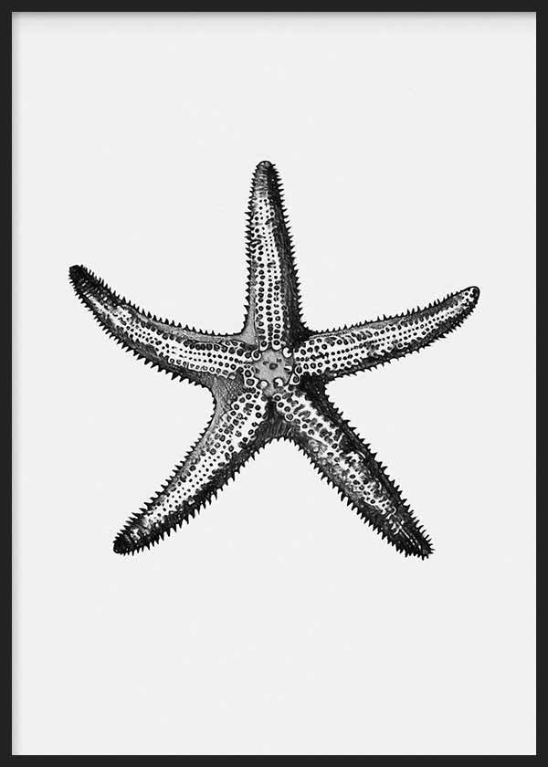 Cuadro vintage en blanco y negro de una estrella de mar kudeko.com