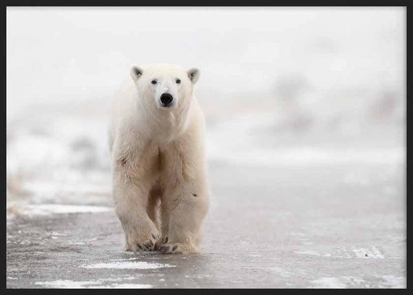 Cuadro horizontal de oso polar caminando sobre hielo en tonos blancos, grises suaves y beige, con estilo fotográfico de paisaje ártico sereno. Disponible en kudeko.com