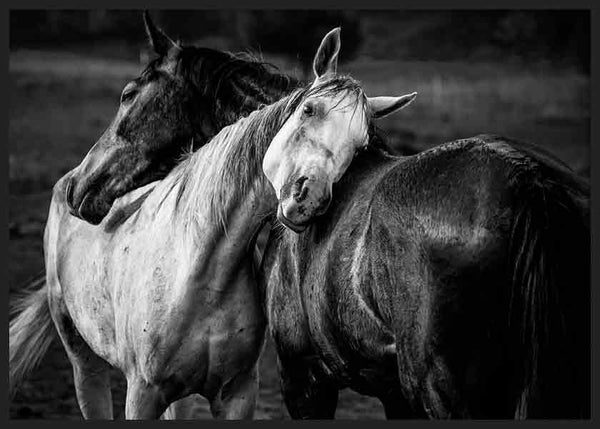 Quadro horizontal com dois cavalos encostados em primeiro plano, um branco e outro escuro, com fundo desfocado em tons de cinzento e estilo fotográfico a preto e branco. Disponível em kudeko.com