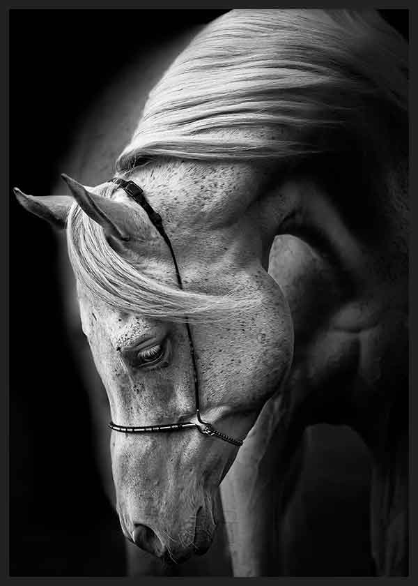 Cuadro de caballo blanco en primer plano con fondo negro, crin suave, mirada serena, alto contraste y estilo blanco y negro. Disponible en kudeko.com