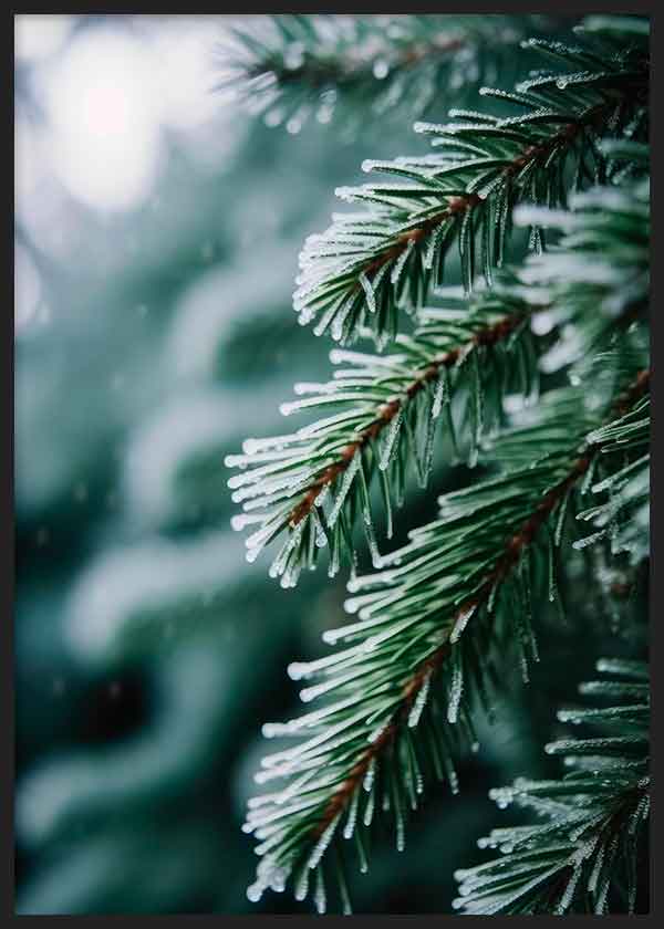 Cuadro de fotografía de árbol (abeto) en invierno