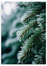 Cuadro de fotografía de árbol (abeto) en invierno