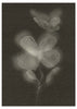 Lámina decorativa sin marco de estilo minimalista y orgánico, flor botánica en blanco y negro, modelo Black Biophilic Flower II