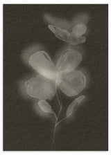 Lámina decorativa sin marco de estilo minimalista y orgánico, flor botánica en blanco y negro, modelo Black Biophilic Flower II