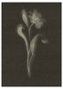 Lámina decorativa sin marco de estilo minimalista y orgánico, flor botánica en blanco y negro, modelo Black Biophilic Flower