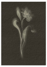 Lámina decorativa sin marco de estilo minimalista y orgánico, flor botánica en blanco y negro, modelo Black Biophilic Flower