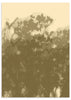 Dekoratives Wandbild ohne Rahmen im minimalistischen und organischen Stil, florale Silhouetten in Erdtönen, Modell Earthy Botanical Silhouettes. Erhältlich auf kudeko.com