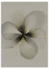 Lámina decorativa sin marco de estilo minimalista y orgánico, flor en acuarela serena, modelo Flor Serena