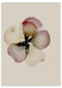 Lámina decorativa sin marco de estilo minimalista y sereno, flor de almendra en acuarela suave, modelo Flor de Almendra