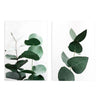 ,Conjunto de dos cuadros con ramas de eucalipto en tonos verdes sobre fondo blanco. Disponible en kudeko.com.