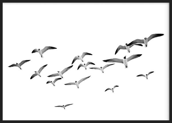 Tableau horizontal avec volée d’oiseaux en vol sur fond blanc, dans des tons blanc, gris et noir, avec composition aérienne et style photographique épuré. Disponible sur kudeko.com