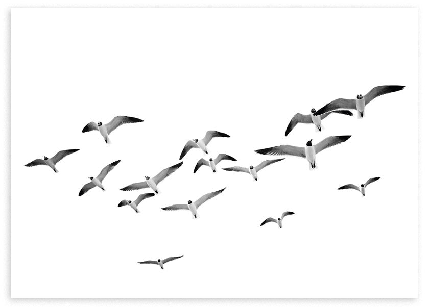 Horizontales Wandbild mit Vogelschwarm im Flug vor weißem Hintergrund, in Weiß, Grau und Schwarz, mit luftiger Komposition und fotografischem Stil. Erhältlich auf kudeko.com