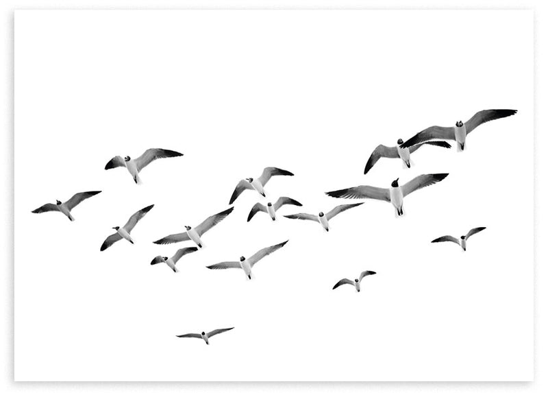 Tableau horizontal avec volée d’oiseaux en vol sur fond blanc, dans des tons blanc, gris et noir, avec composition aérienne et style photographique épuré. Disponible sur kudeko.com